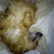 Blanding af racer Maxi