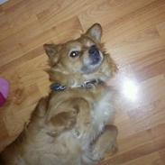 Blanding af racer Maxi