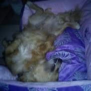 Blanding af racer Maxi