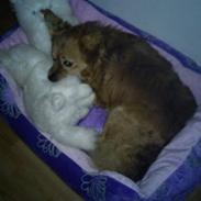 Blanding af racer Maxi