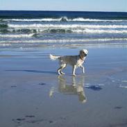 Golden retriever Molly Randrup Bjørklund.