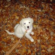 Golden retriever Molly Randrup Bjørklund.