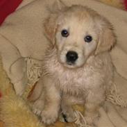 Golden retriever Molly Randrup Bjørklund.