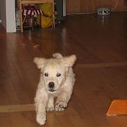 Golden retriever Molly Randrup Bjørklund.