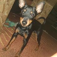 Dvaergpinscher Kenzo