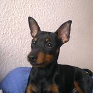 Dvaergpinscher Kenzo