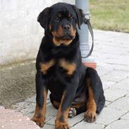 Rottweiler Dosi