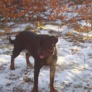 Rottweiler Dosi