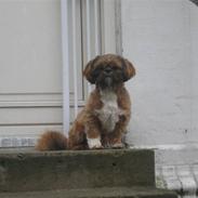 Shih tzu Mønsted's Bendy