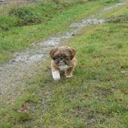 Shih tzu Mønsted's Bendy