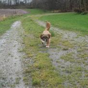 Shih tzu Mønsted's Bendy