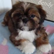 Shih tzu Mønsted's Bendy