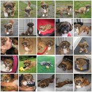 Shih tzu Mønsted's Bendy