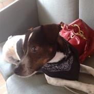 Dansk svensk gaardhund Lui