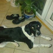 Engelsk springer spaniel rikke