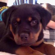 Rottweiler Sjellebro's Britney