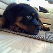 Rottweiler Sjellebro's Britney