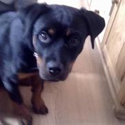 Rottweiler Sjellebro's Britney