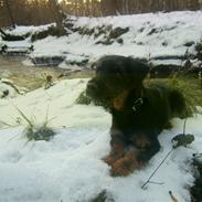 Tysk jagtterrier Max