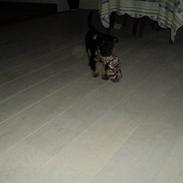 Tysk jagtterrier Max