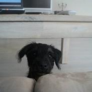 Tysk jagtterrier Max