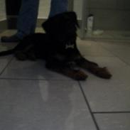 Tysk jagtterrier Max