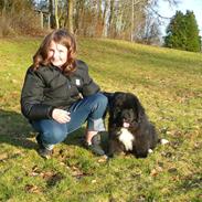 Newfoundl&#230;nder Balder *Solgt&lt;3*