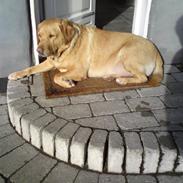 Labrador retriever tyson :-)