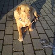 Labrador retriever tyson :-)