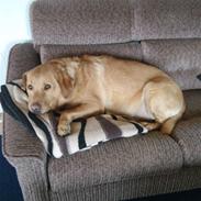 Labrador retriever tyson :-)