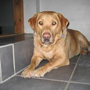 Labrador retriever tyson :-)