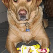 Labrador retriever tyson :-)