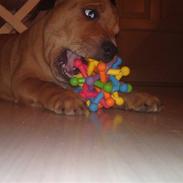 Staffordshire bull terrier Eigil