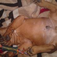 Staffordshire bull terrier Eigil