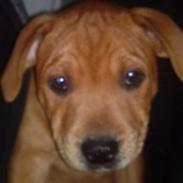 Staffordshire bull terrier Eigil