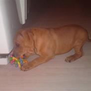 Staffordshire bull terrier Eigil