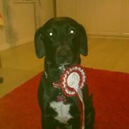 Blanding af racer Freja<'3