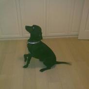 Blanding af racer Freja<'3