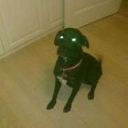 Blanding af racer Freja<'3