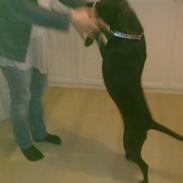 Blanding af racer Freja<'3