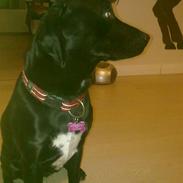 Blanding af racer Freja<'3