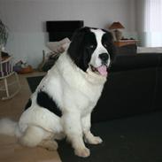 Landseer Chivas