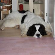 Landseer Chivas