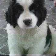 Landseer Chivas