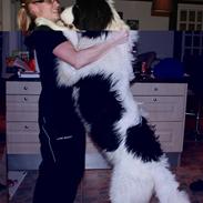 Landseer Chivas