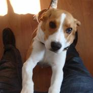 Beagle Amy