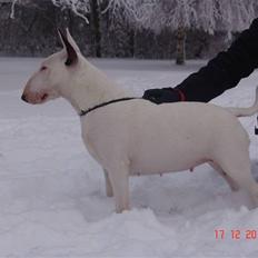 Bullterrier Shiva