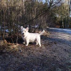 West highland white terrier Isac aka Banditten