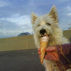 West highland white terrier Isac aka Banditten