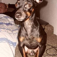 Dvaergpinscher Micky